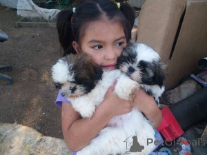 Zdjęcie №2 do zapowiedźy № 166182 na sprzedaż  shih tzu - wkupić się Niemcy prywatne ogłoszenie