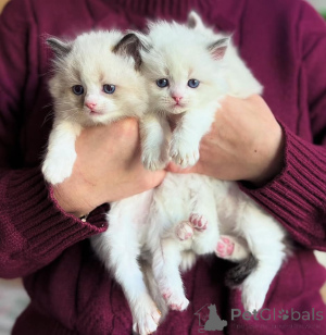 Zdjęcie №2 do zapowiedźy № 135880 na sprzedaż   - wkupić się USA 