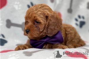 Zdjęcie №3. Piękne szczenięta Cavapoo Do bezpłatnej adopcji. Niemcy