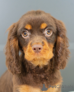 Zdjęcie №2 do zapowiedźy № 157214 na sprzedaż  cavalier king charles spaniel - wkupić się Niemcy prywatne ogłoszenie