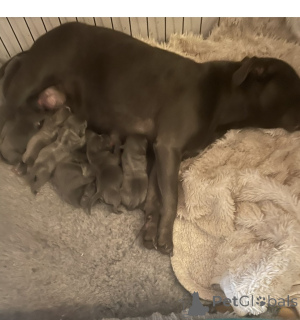 Zdjęcie №2 do zapowiedźy № 175223 na sprzedaż  staffordshire bull terrier - wkupić się Niemcy prywatne ogłoszenie