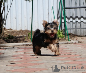 Zdjęcie №4. Sprzedam yorkshire terrier w Dusseldorf. prywatne ogłoszenie - cena - 1109zł