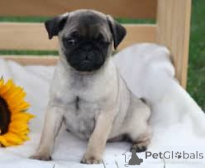 Zdjęcie №3. Koop Mopshondpuppy. Holandia