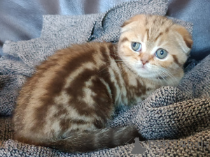 Zdjęcie №2 do zapowiedźy № 161900 na sprzedaż  scottish fold - wkupić się Belgia prywatne ogłoszenie