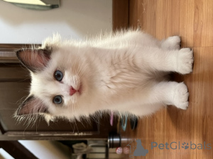 Zdjęcie №3. Uroczy kociak rasy Ragdoll płci męskiej i żeńskiej. Belgia