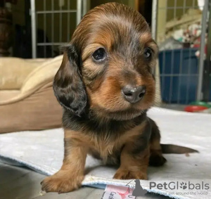 Zdjęcie №3. Wyszkolone w toalecie jamniki. Holandia