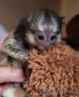 Zdjęcie №1.  - na sprzedaż w Bournemouth | negocjowane | Zapowiedź №161695