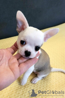 Dodatkowe zdjęcia: Mini Chihuahua