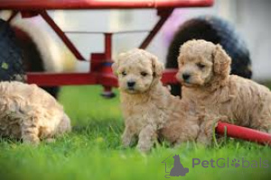 Zdjęcie №1. maltipu - na sprzedaż w Berlin | 3348zł | Zapowiedź №157249