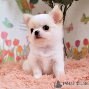 Zdjęcie №1. chihuahua (rasa psów) - na sprzedaż w Benfica | negocjowane | Zapowiedź №164446