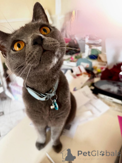 Zdjęcie №2 do zapowiedźy № 158743 na sprzedaż  kot kartuski - wkupić się Francja prywatne ogłoszenie