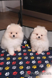 Zdjęcie №1. szpic miniaturowy - na sprzedaż w Espoo | Bezpłatny | Zapowiedź №160302