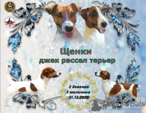 Zdjęcie №1. jack russell terrier - na sprzedaż w Krasnodar | 1259zł | Zapowiedź №8991