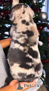 Zdjęcie №3. Poznaj Thora, naszego delikatnego olbrzyma na treningu. Lojalny, odważny i. Finlandia