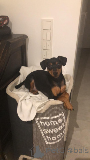 Zdjęcie №3. Miniaturowy szczeniak Pinscher. Luksemburg