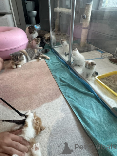 Zdjęcie №2 do zapowiedźy № 161088 na sprzedaż  kot egzotyczny - wkupić się Finlandia prywatne ogłoszenie, hodowca