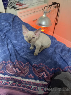 Zdjęcie №1. devon rex - na sprzedaż w Bleialf | 1674zł | Zapowiedź № 177966