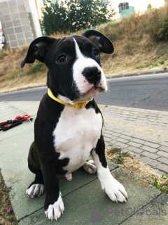 Zdjęcie №1. amerykański staffordshire terier - na sprzedaż w Mińsk | negocjowane | Zapowiedź №25637