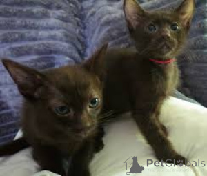 Zdjęcie №1. havana brown - na sprzedaż w Bruksela | 2392zł | Zapowiedź № 165843