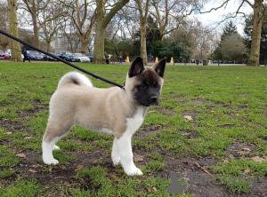 Zdjęcie №1. akita (rasa psa) - na sprzedaż w Chimay | 4066zł | Zapowiedź №172624