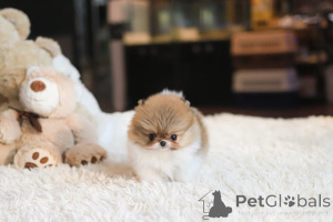 Zdjęcie №4. Sprzedam szpic miniaturowy w Miasto Tennessee. hodowca - cena - negocjowane