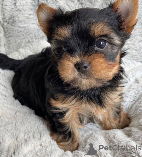 Zdjęcie №4. Sprzedam yorkshire terrier w Wolfsburg. od żłobka, ze schronu, hodowca - cena - 837zł