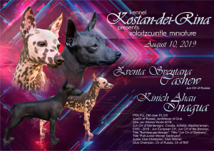 Zdjęcie №1. nagi pies meksykański - na sprzedaż w Moskwa | Negocjowane | Zapowiedź №3284