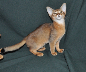 Zdjęcie №2 do zapowiedźy № 2883 na sprzedaż  kot abisyński - wkupić się Federacja Rosyjska od żłobka