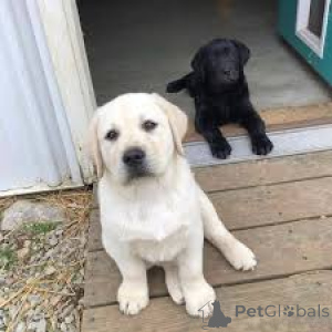 Zdjęcie №1. labrador retriever - na sprzedaż w Madryt | 4066zł | Zapowiedź №165984