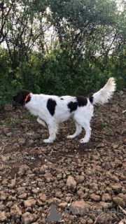 Zdjęcie №3. Mały Münsterländer, szczenięta. Serbia