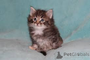 Zdjęcie №3. Chatons de race Forêt Norvégienne à vendre.. Finlandia