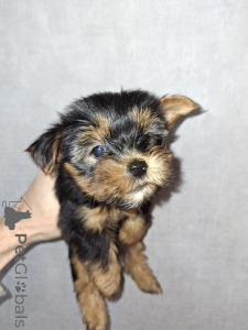 Zdjęcie №2 do zapowiedźy № 161490 na sprzedaż  yorkshire terrier biewer, yorkshire terrier - wkupić się Łotwa prywatne ogłoszenie, od żłobka, hodowca