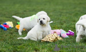 Zdjęcie №2 do zapowiedźy № 63314 na sprzedaż  labrador retriever - wkupić się Polska prywatne ogłoszenie