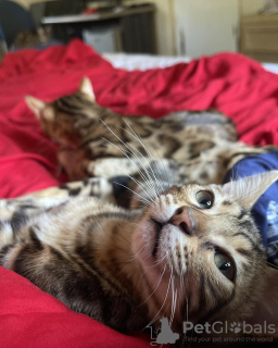 Zdjęcie №2 do zapowiedźy № 132682 na sprzedaż  kot bengalski - wkupić się Irlandia prywatne ogłoszenie