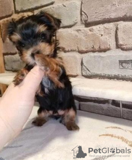Zdjęcie №4. Sprzedam yorkshire terrier w Dusseldorf. prywatne ogłoszenie - cena - 1576zł
