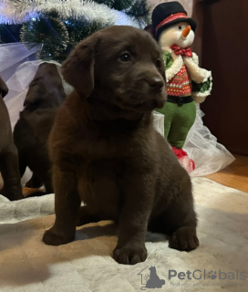 Dodatkowe zdjęcia: Czekoladowe i czarne szczenięta labradora retrievera