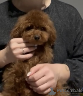 Zdjęcie №2 do zapowiedźy № 132242 na sprzedaż  pudel (zabawka) - wkupić się Słowacja prywatne ogłoszenie