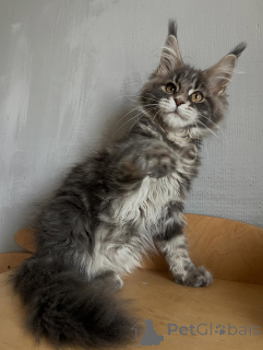 Zdjęcie №2 do zapowiedźy № 169844 na sprzedaż  maine coon - wkupić się Niemcy hodowca