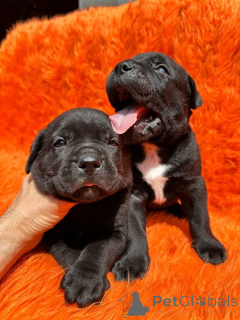 Zdjęcie №3. Cane Corso zostanie oddany do adopcji i przeniesienia. Dania