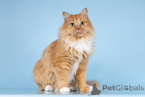 Zdjęcie №2 do zapowiedźy № 161752 na sprzedaż   - wkupić się Federacja Rosyjska ze schronu