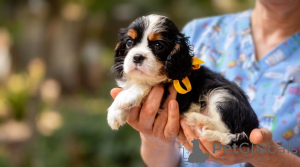 Zdjęcie №3. Najwyższej klasy szczenięta rasy Cavalier King Charles Spaniel. Serbia