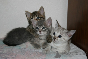 Zdjęcie №1. toyger - na sprzedaż w Kolonia | 3588zł | Zapowiedź № 160454