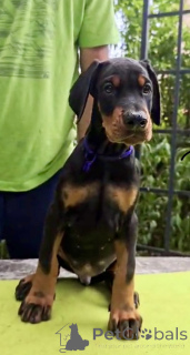 Zdjęcie №4. Sprzedam doberman w Belgrad. hodowca - cena - 4784zł