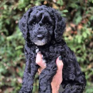 Zdjęcie №3. D'adorables chiots Doodle cherchent un foyer aimant!. Francja