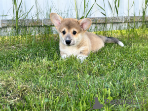 Dodatkowe zdjęcia: Szczenięta Pembroke Welsh Corgi