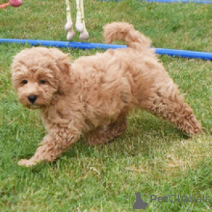 Zdjęcie №2 do zapowiedźy № 172794 na sprzedaż  golden retriever - wkupić się Niemcy prywatne ogłoszenie