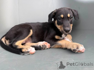 Zdjęcie №1. nagi pies meksykański - na sprzedaż w Bruksela | 7175zł | Zapowiedź №147054