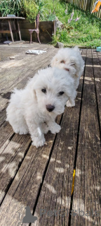 Zdjęcie №3. Zabawne szczenięta Bichon Frise. Słowenia