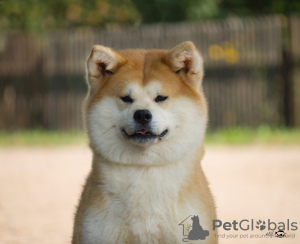 Zdjęcie №1. akita (rasa psa) - na sprzedaż w Smoleńsk | 881zł | Zapowiedź №7311