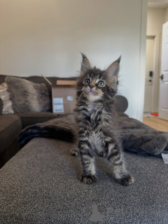 Zdjęcie №2 do zapowiedźy № 177804 na sprzedaż  maine coon - wkupić się Niemcy hodowca